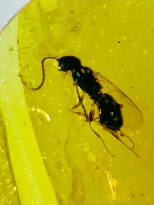 Wasp In Burmese Amber