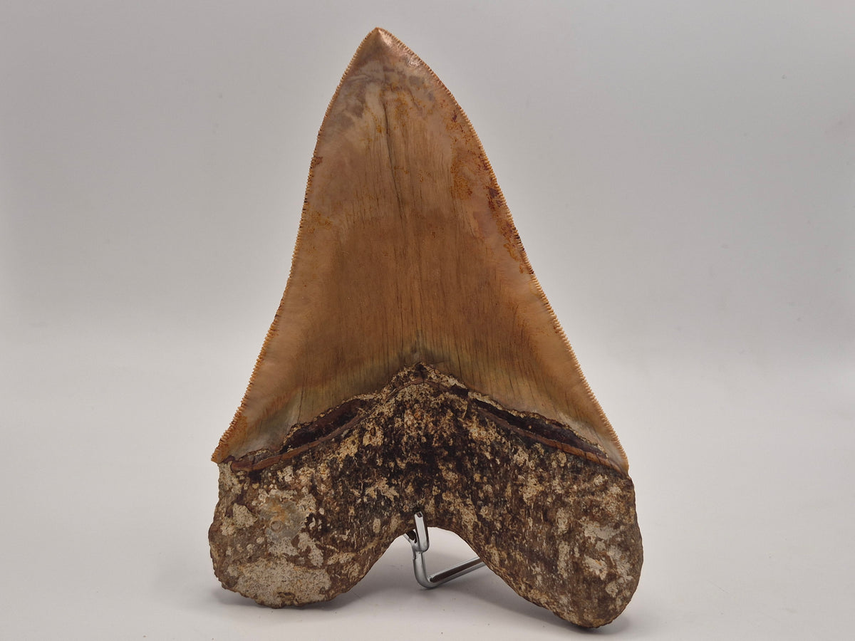 6.03" Megalodon Tooth (Indonesia)