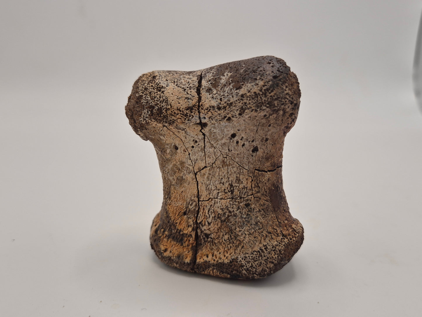 2.5" Hadrosaur Toe Bone (Judith River)