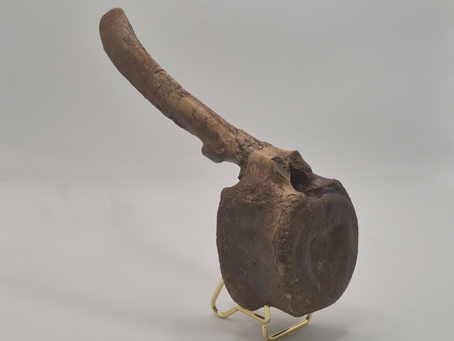 9" Hadrosaur Caudal Vertebrae(Judith River)