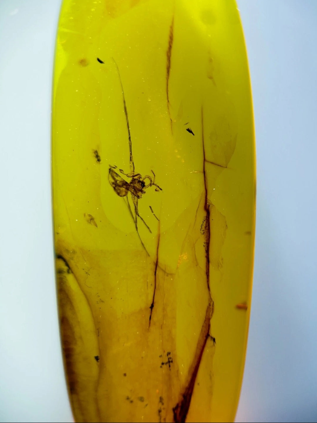Spider in Burmese Amber