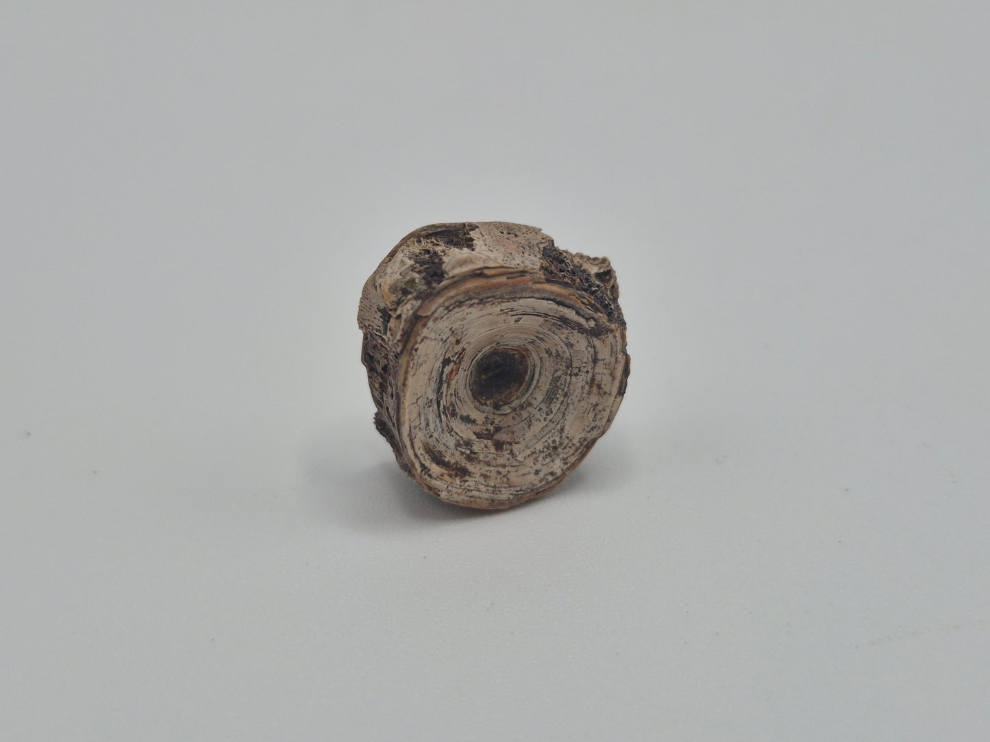 0.7" Amiidae (Bowfin) Fish Vertebra (Judith River)