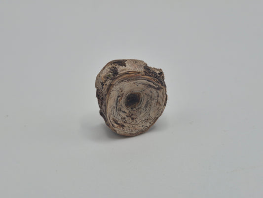0.7" Amiidae (Bowfin) Fish Vertebra (Judith River)