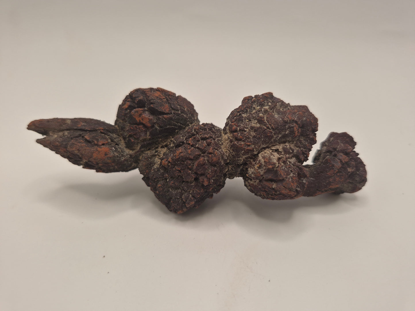 4.21" Coprolite (Madagascar)