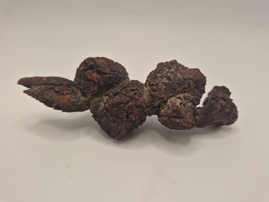 4.21" Coprolite (Madagascar)