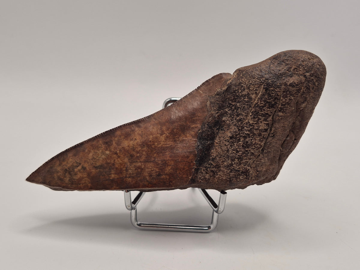 5.36" Half Megalodon Tooth (North Carolina)