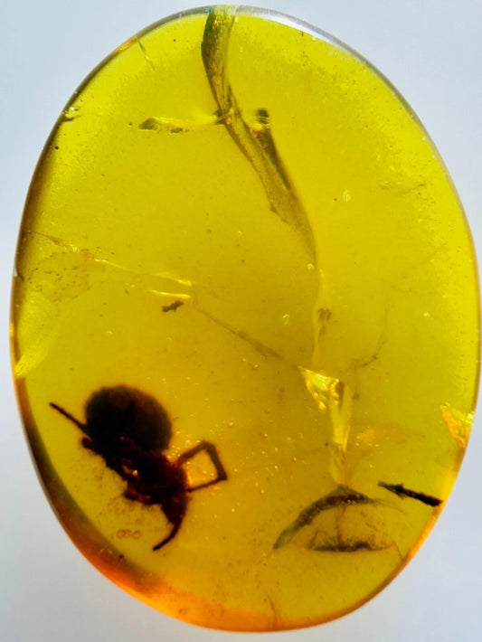 Spider In Burmese Amber