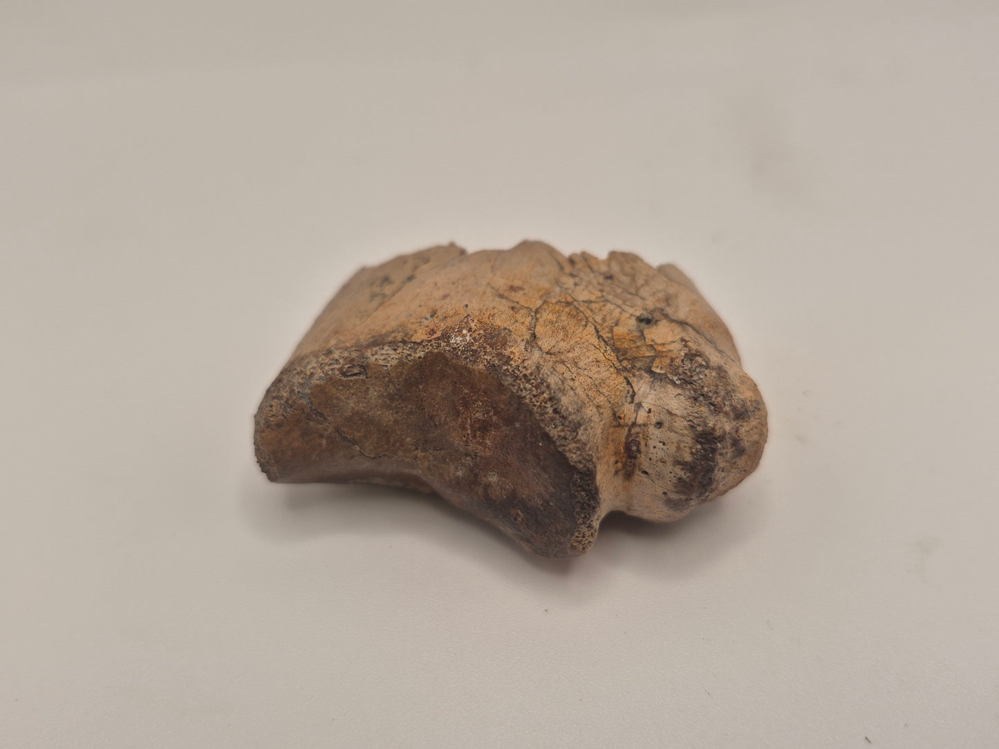 3.89" Tyrannosaur Hand Claw(Judith River)