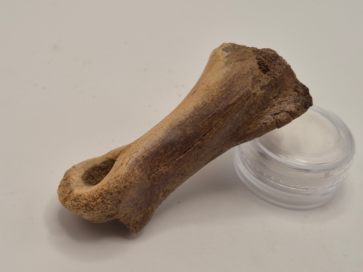2.54" Ornithomimid Toe Bone (Judith River)