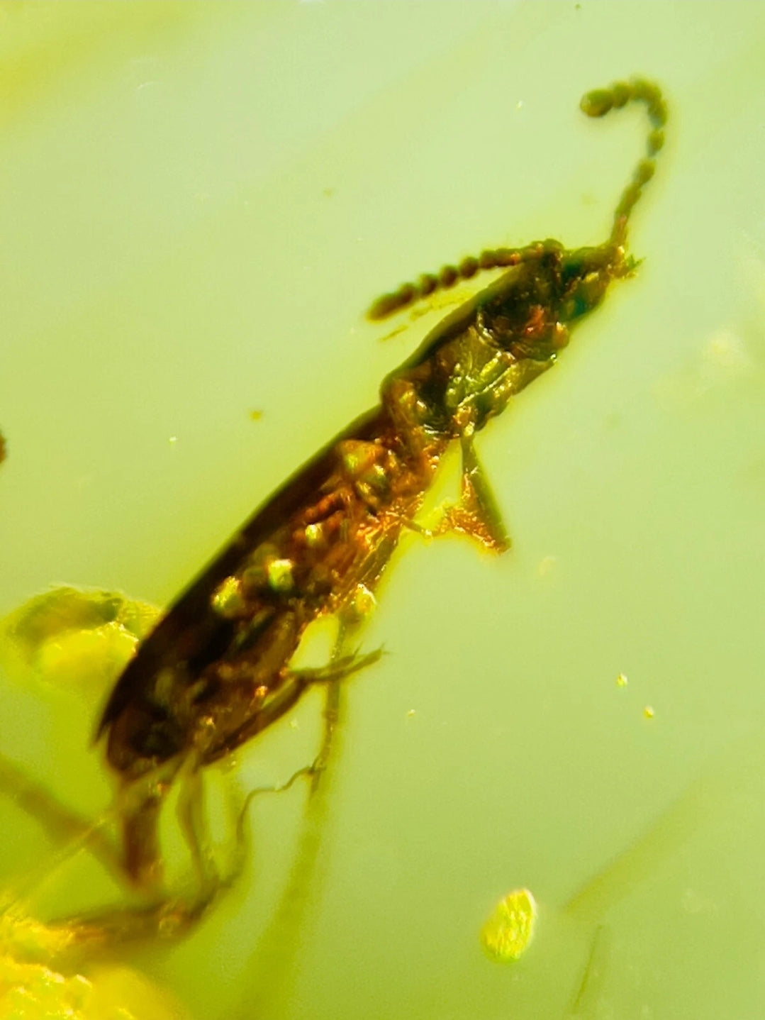Bugs in Burmese Amber