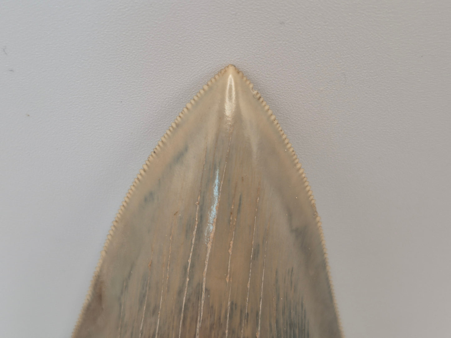 4.55" Megalodon Tooth(Indonesia)