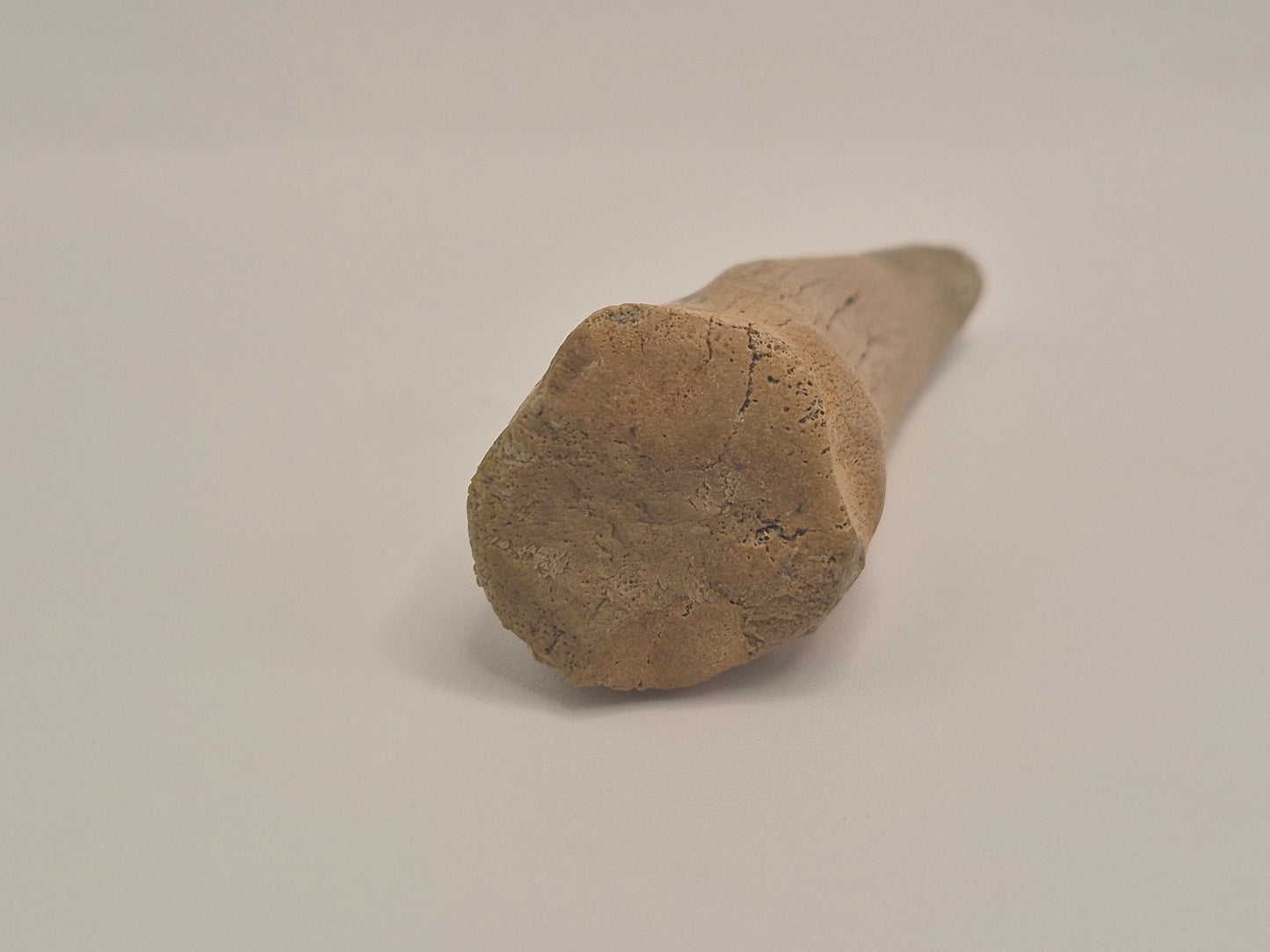 2.57" Tyrannosaur Claw(Judith River)