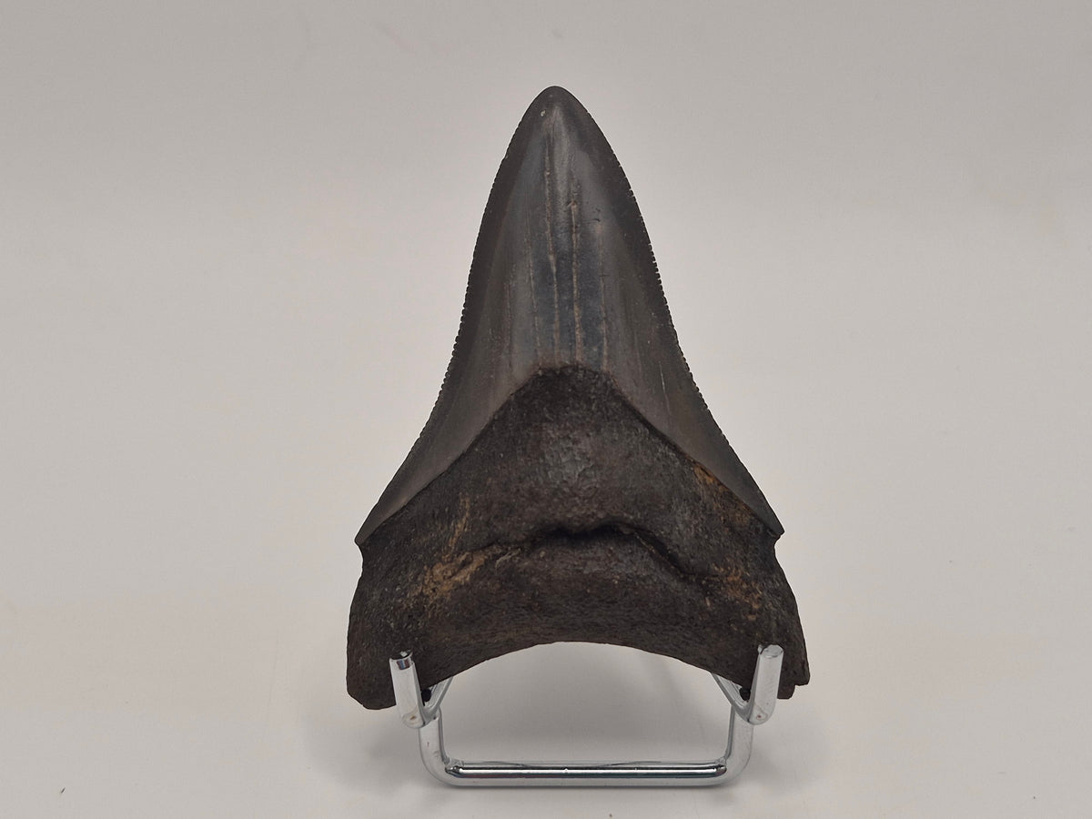 3.09" Megalodon Tooth (Georgia)