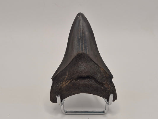 3.09" Megalodon Tooth (Georgia)