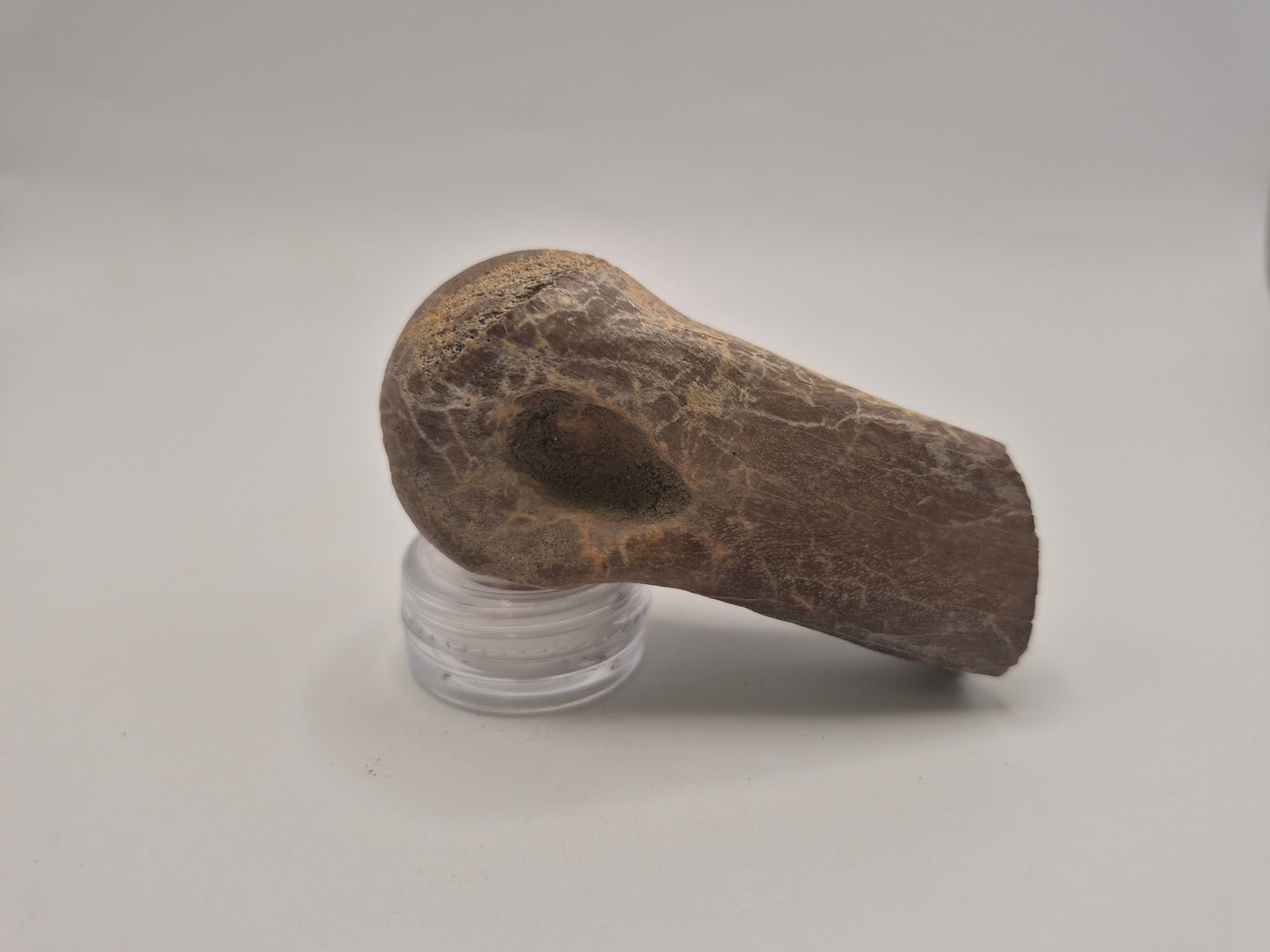 3" Theropod Limb Bone (Judith River)