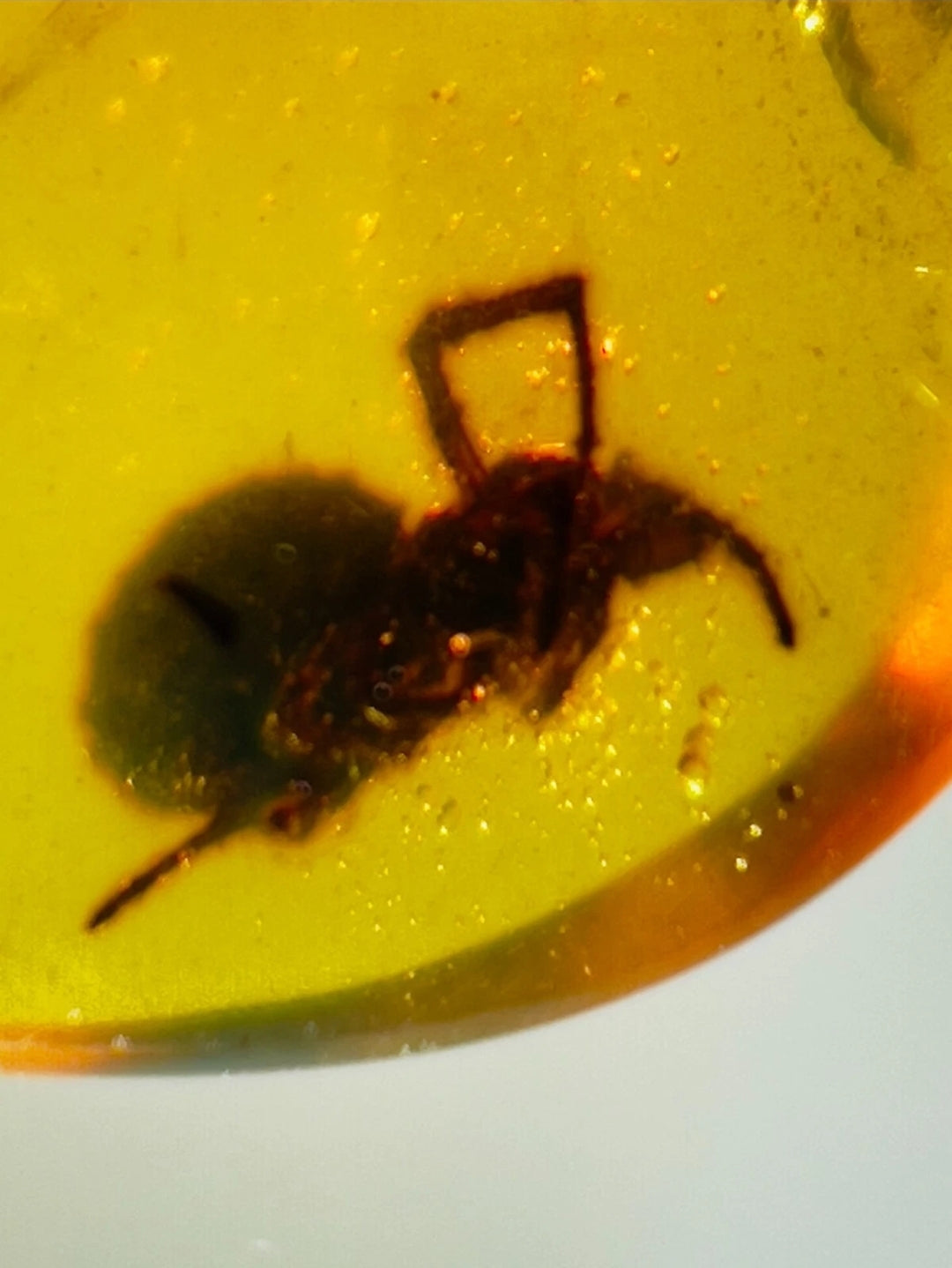 Spider In Burmese Amber