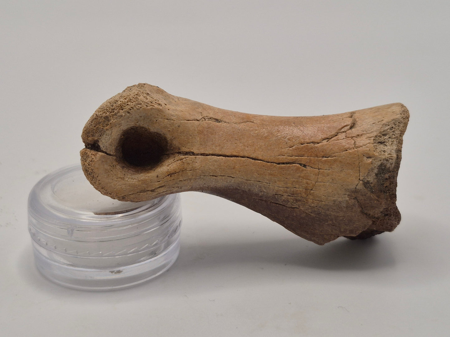 2.54" Ornithomimid Toe Bone (Judith River)