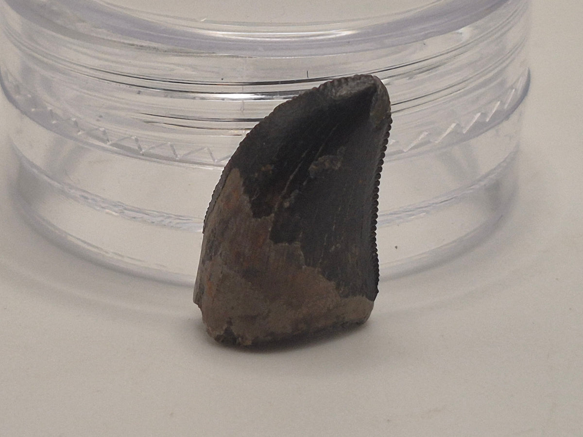 0.58" Dromaeosaurus Raptor Tooth (Judith River)