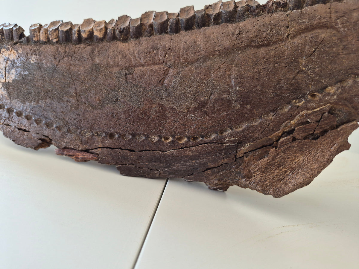 13.8" Hadrosaur Jaw(Judith river)