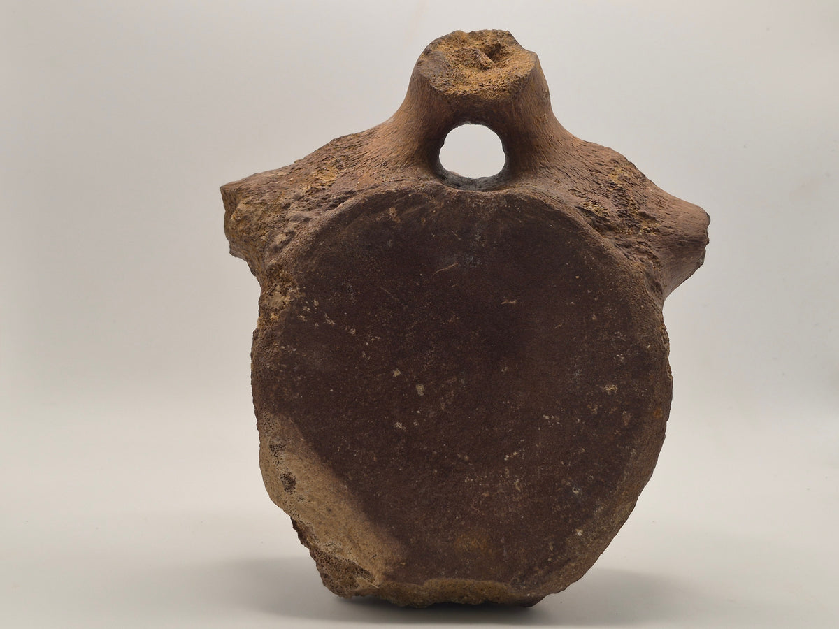 7" Hadrosaur Vertebrae (Judith River)