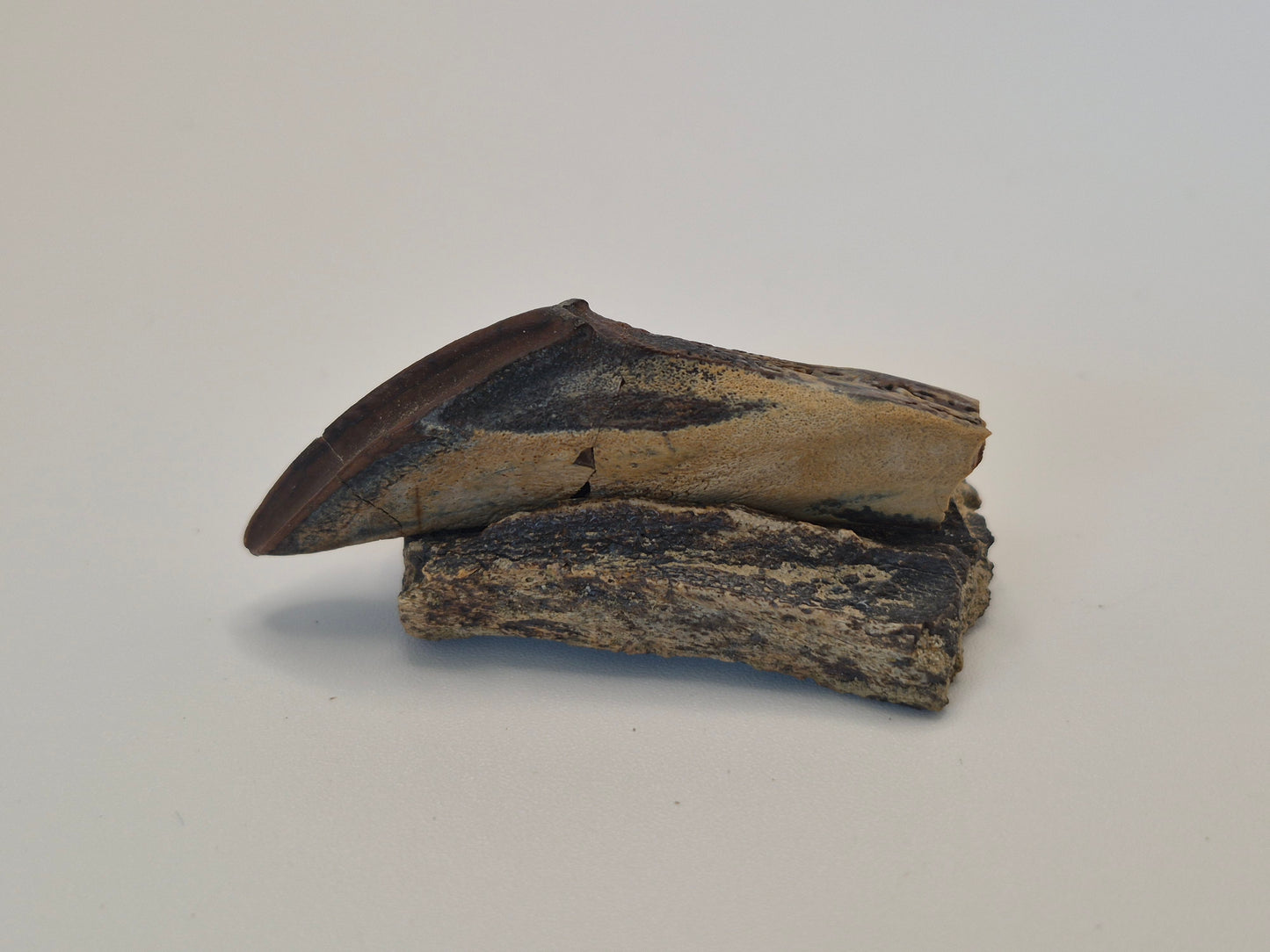 2" Hadrosaur Tooth W/ Jaw(Judith River)