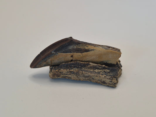 2" Hadrosaur Tooth W/ Jaw(Judith River)