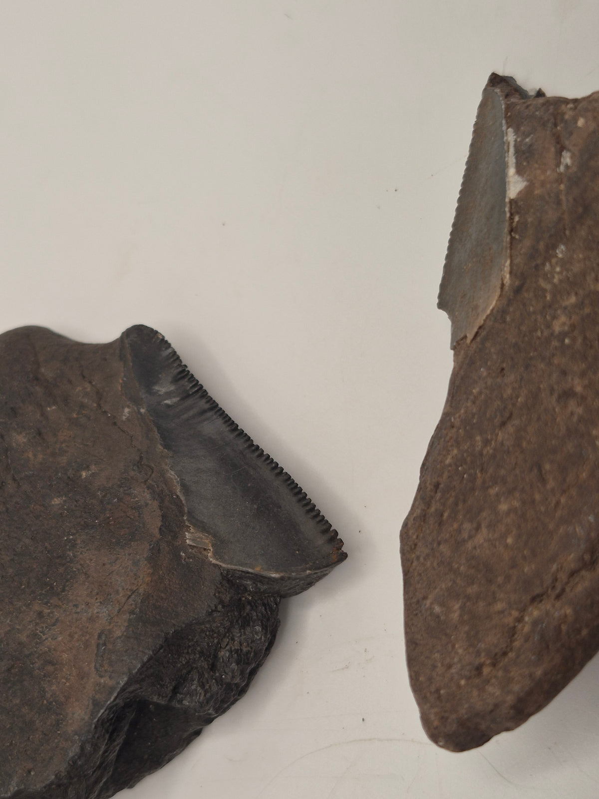 Partial Megalodon Tooth Bundle
