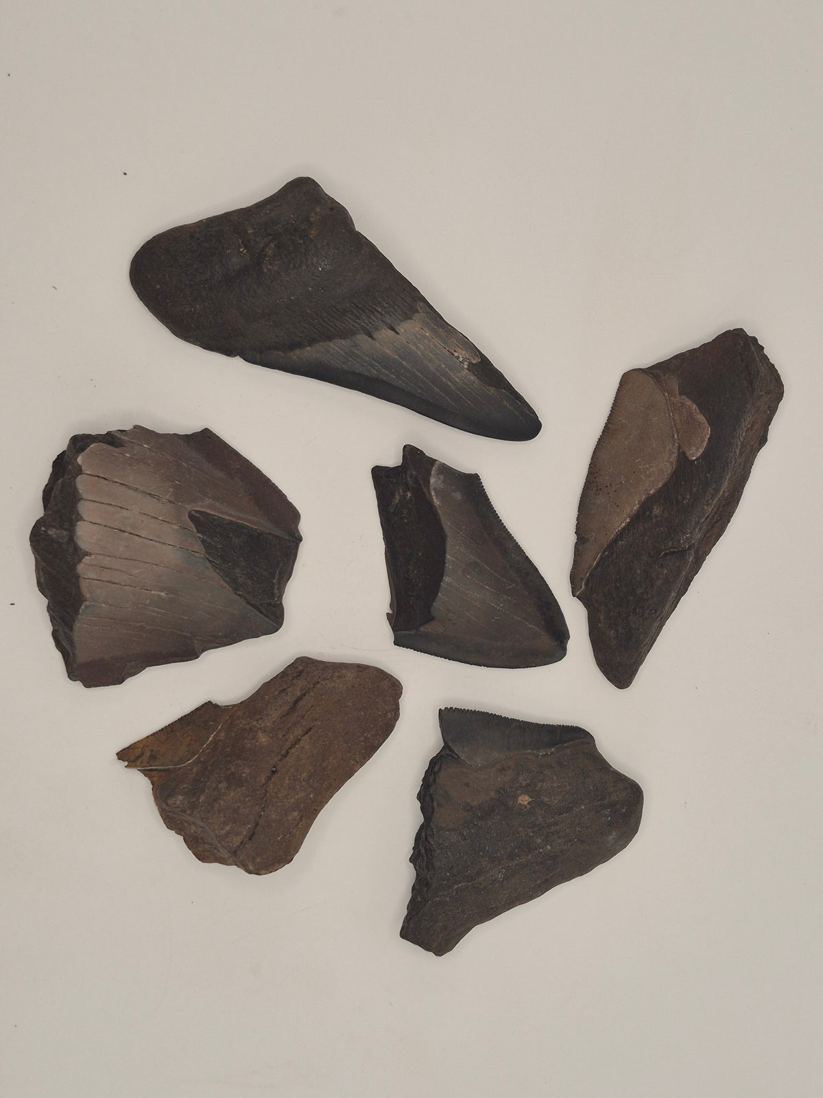 Partial Megalodon Tooth Bundle
