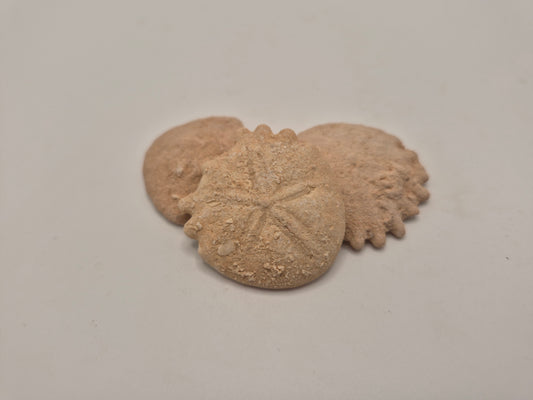 Fossil Sand Dollar (Heliophora) - Morocco
