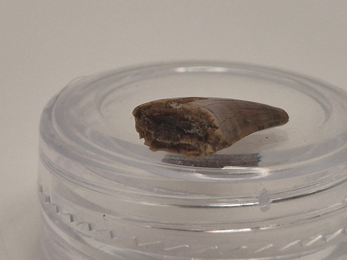0.57" Dromaeosaurus Raptor Tooth (Judith River)