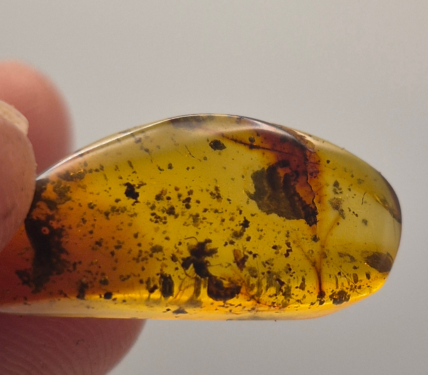 Wasp in Burmese Amber