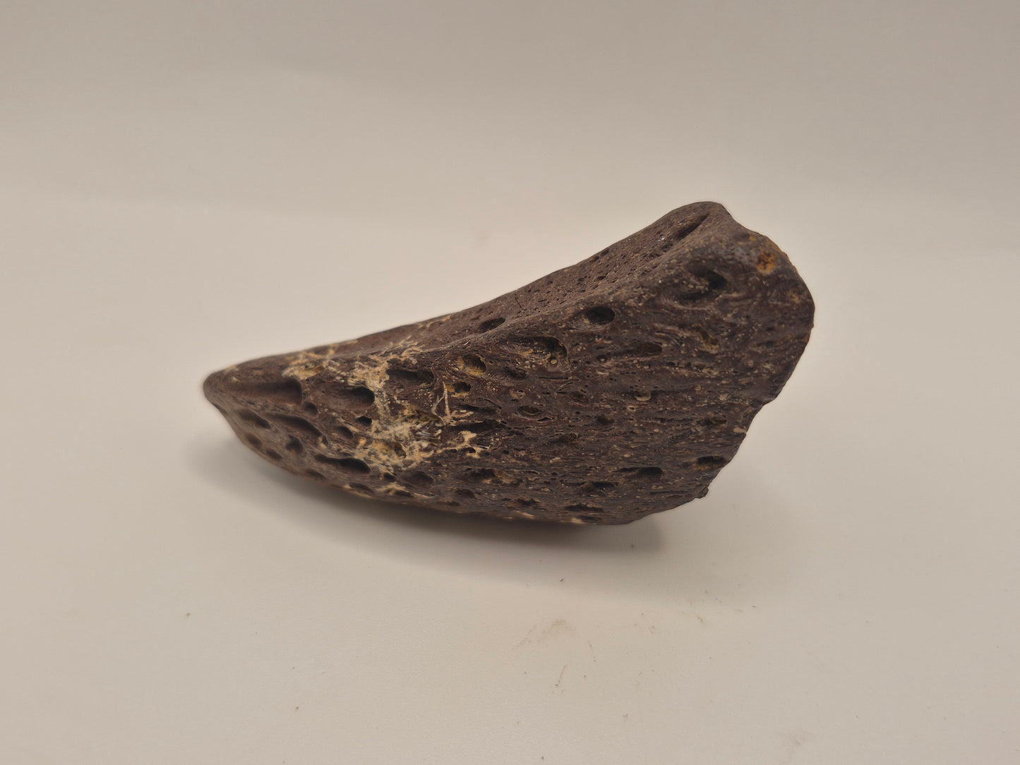 3.07" Ceratopsian Predentary/Lower Beak(Judith River Formation)