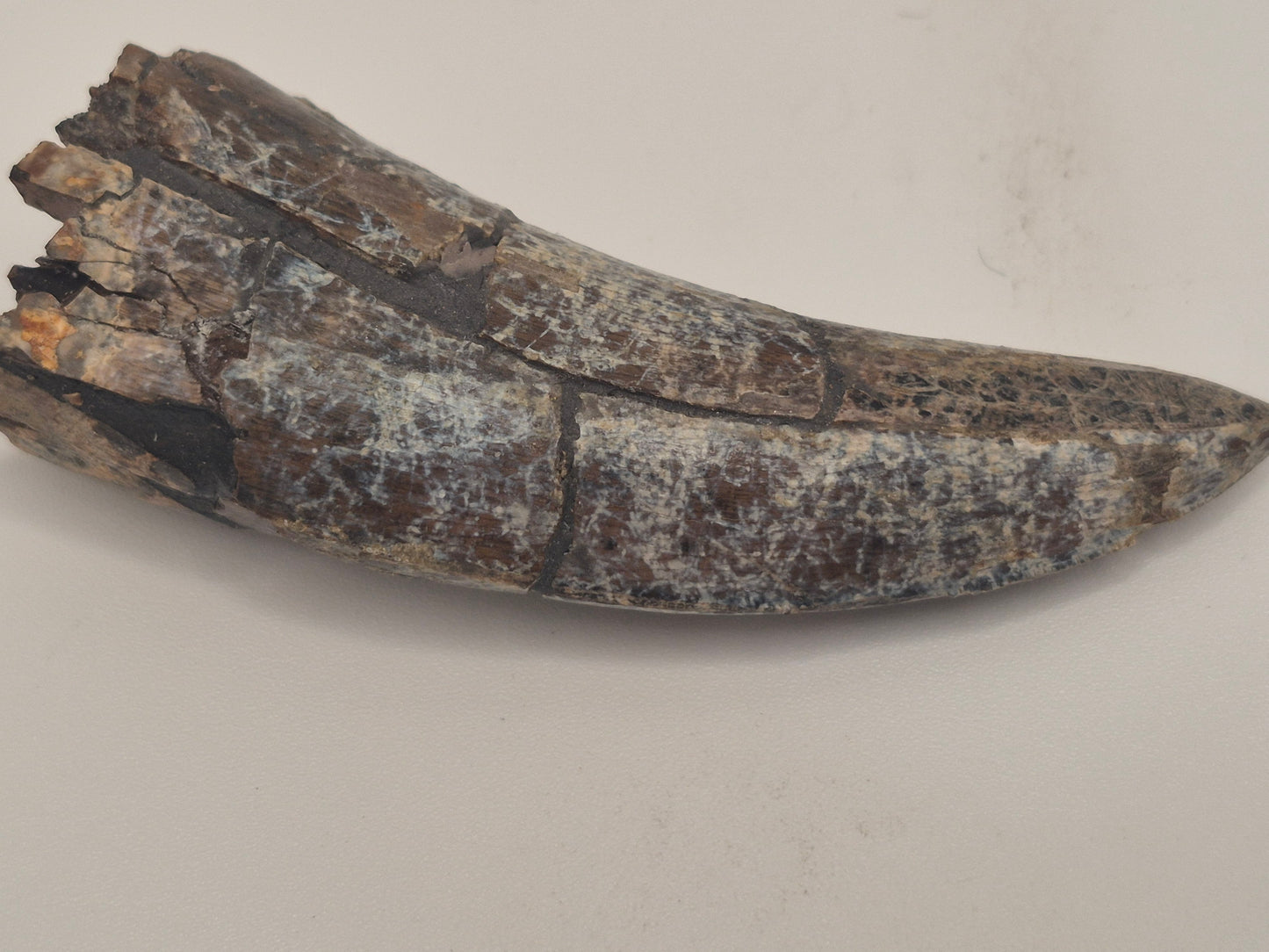 2.92" Tyrannosaur Tooth(Judith River)