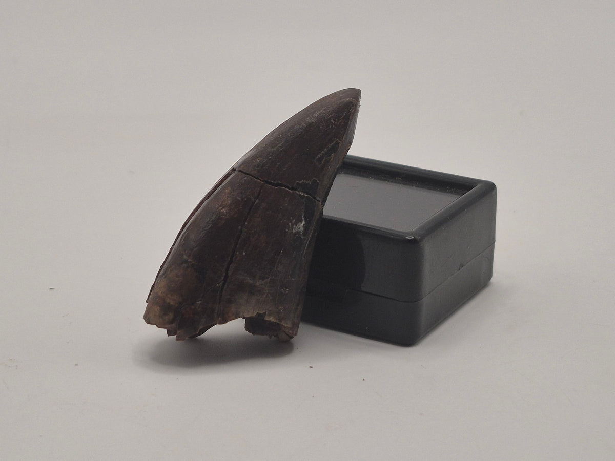 1.68" Tyrannosaur Premax Tooth (Judith River)