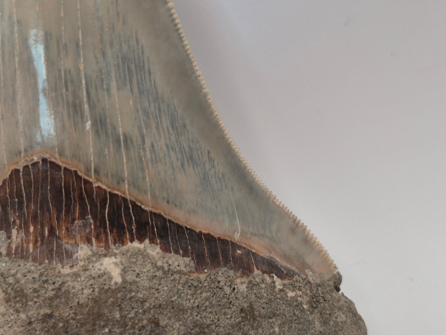 4.55" Megalodon Tooth(Indonesia)