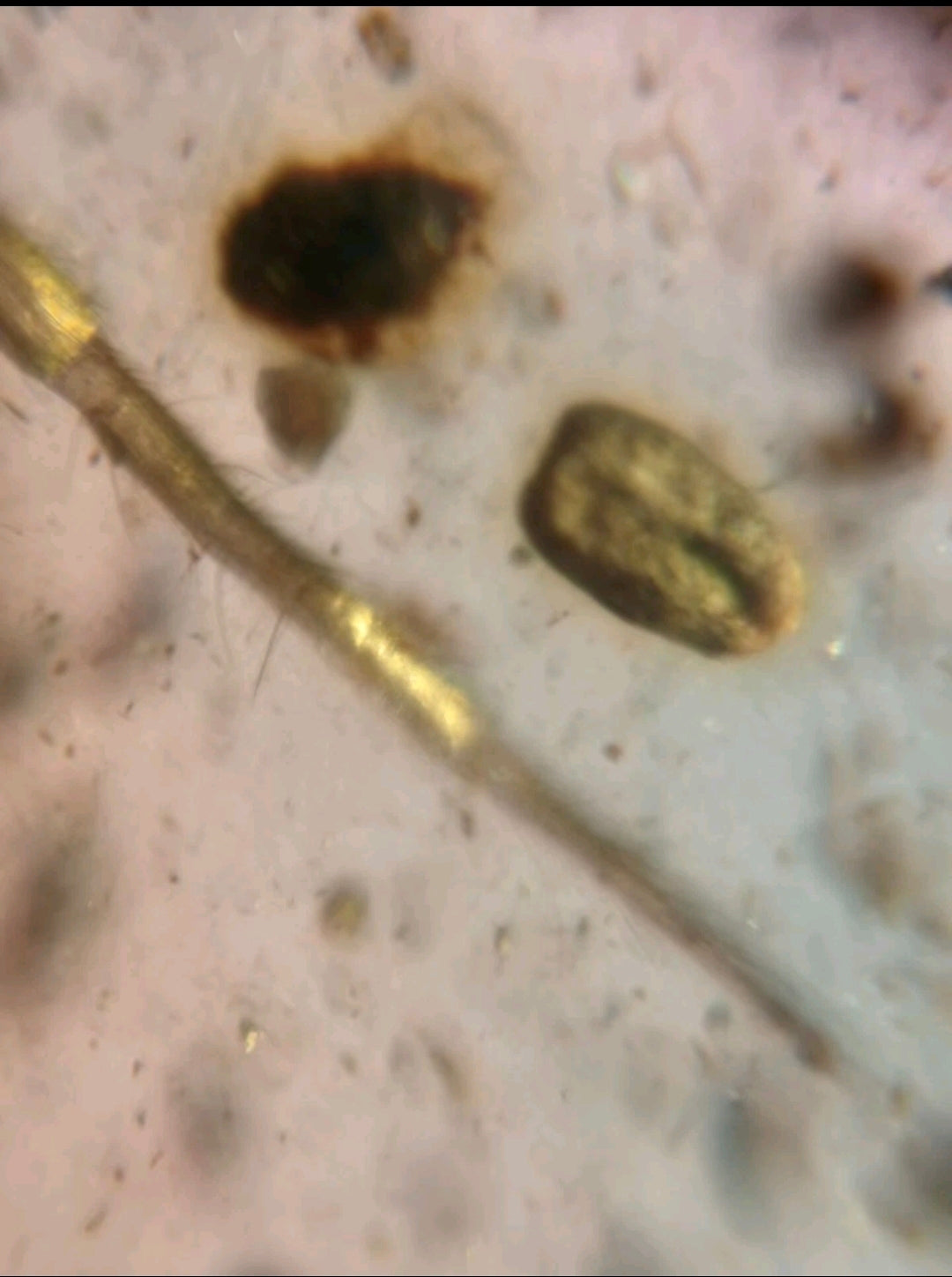 Large spider in Burmese Amber