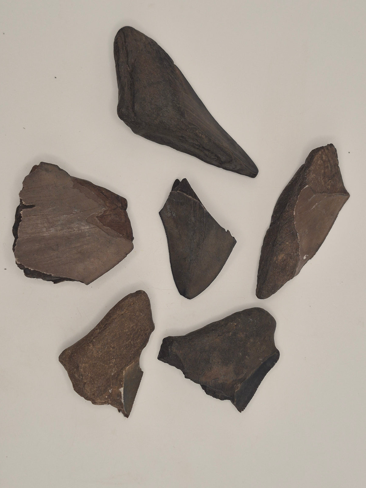 Partial Megalodon Tooth Bundle