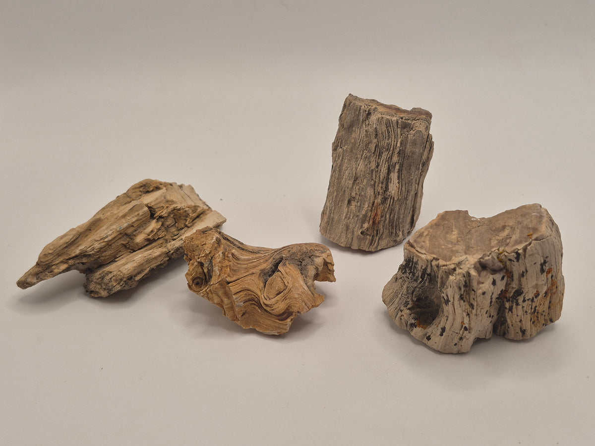 Bundle 4 pieces of Petrified wood (Alberta)