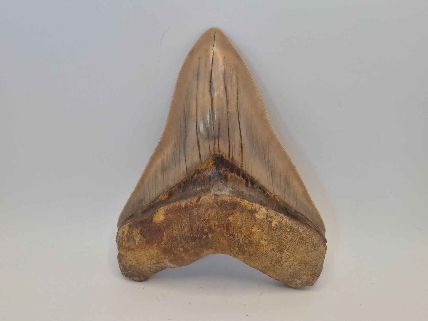 5.26" Megalodon Tooth(Indonesia)