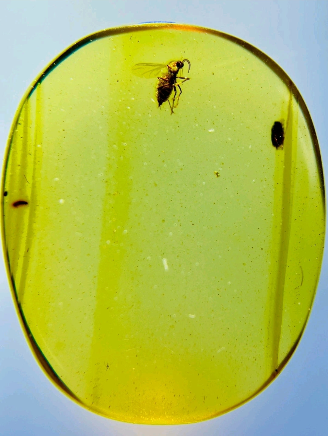 Fly In Burmese Amber
