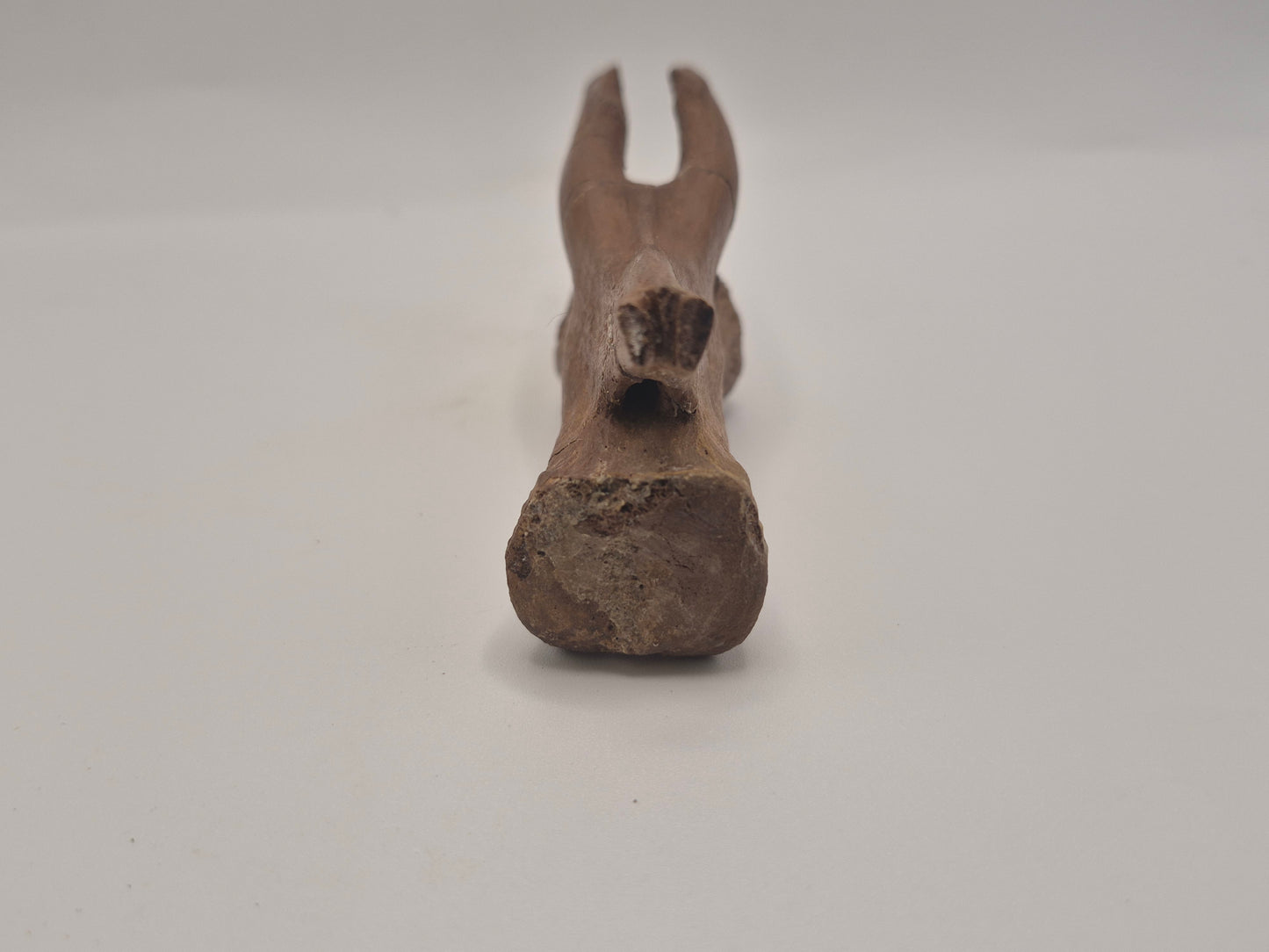 4.43" Tyrannosaur caudal (tail) vertebra(Judith River)