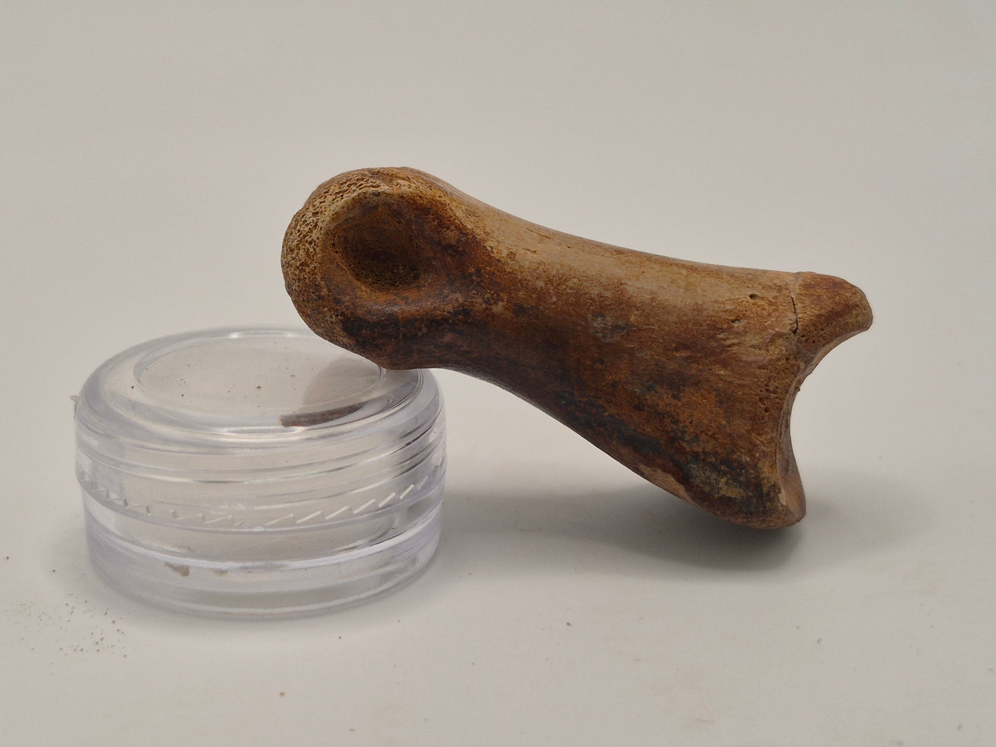1.92" Juvenille Tyrannosaur Toe Bone(Judith River)
