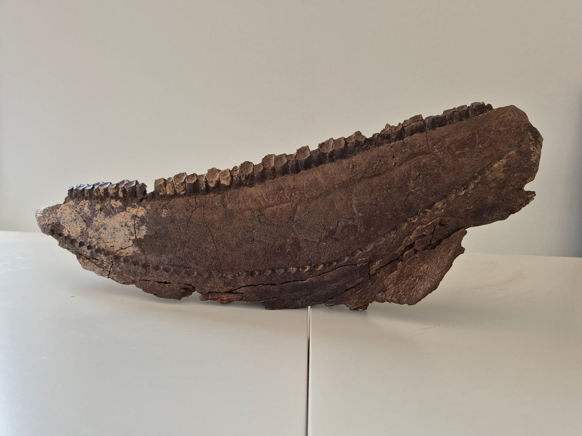 13.8" Hadrosaur Jaw(Judith river)