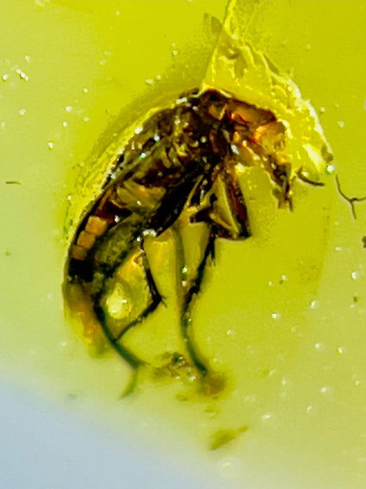 Beetle in Burmese Amber