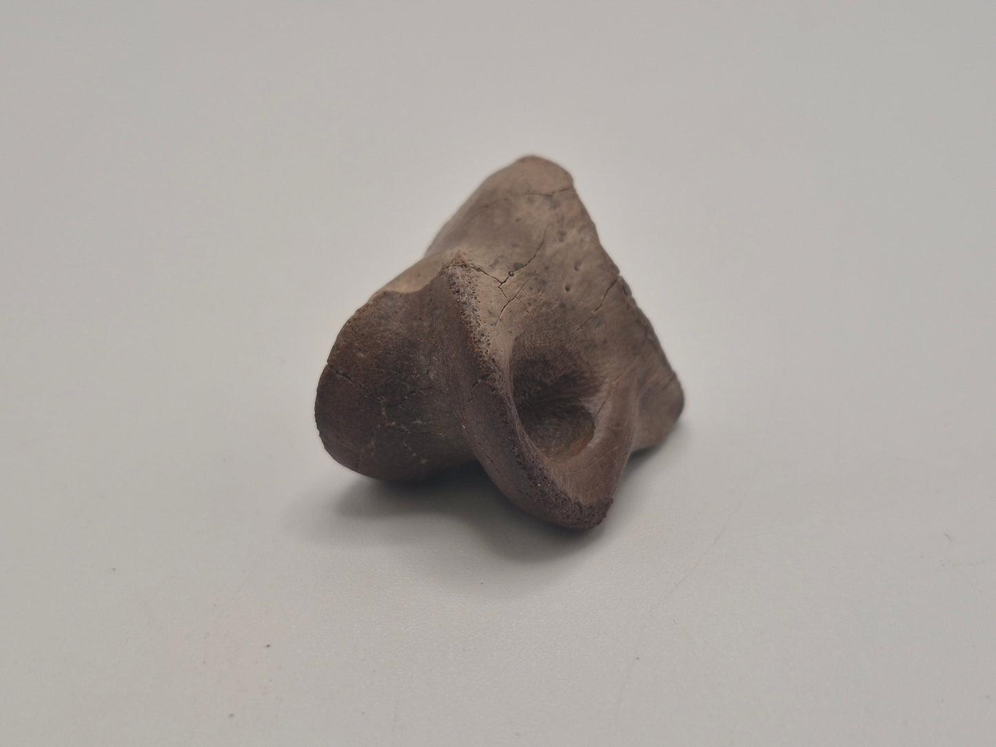 1.1" Ceratopsian Indet. Pedal phalanx (Judith River)