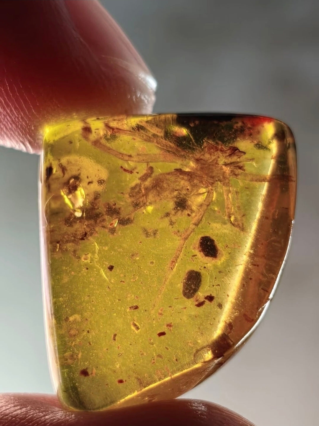 Large spider in Burmese Amber