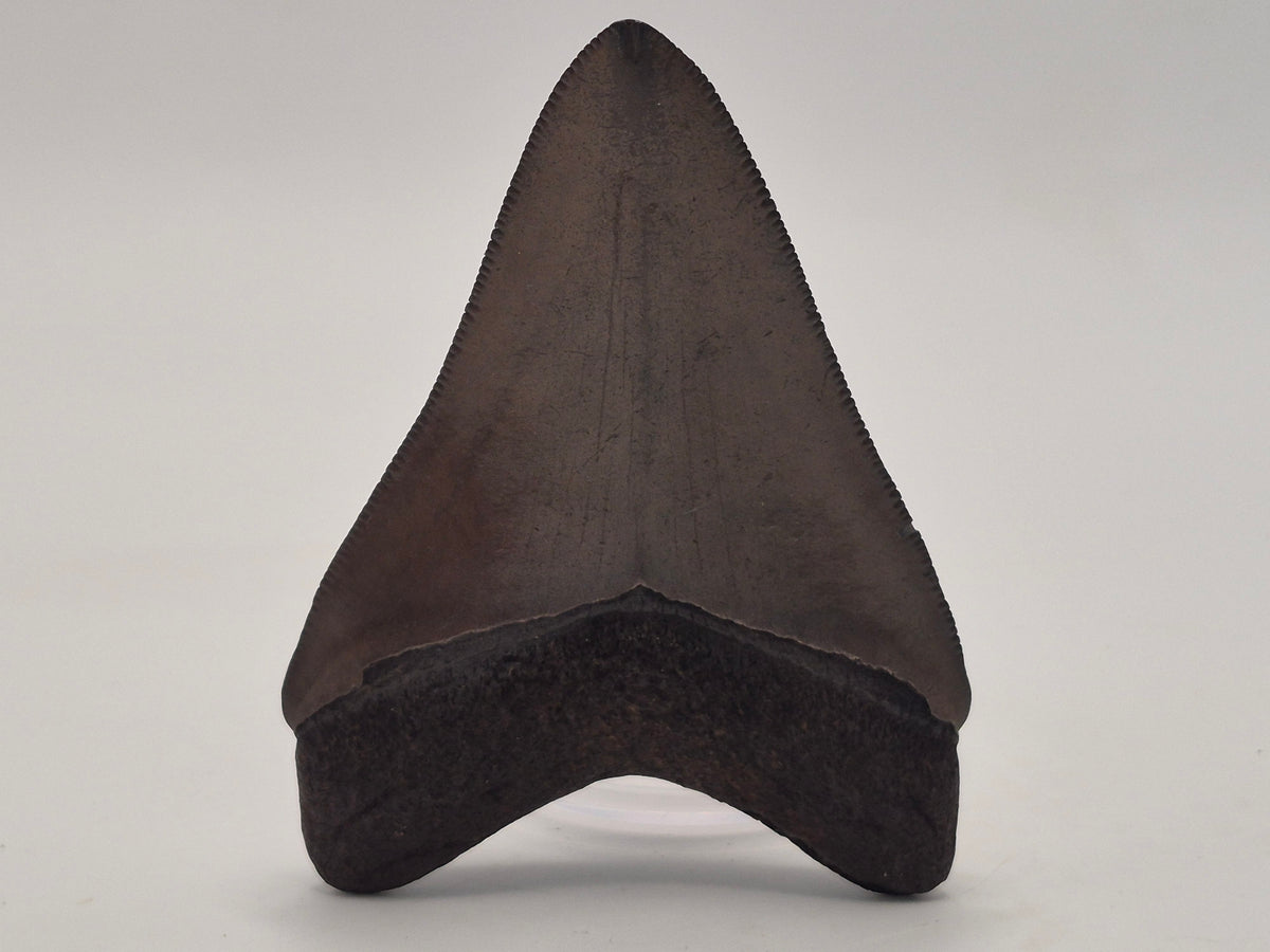 2.78" Gem Quality Megalodon Tooth (Georgia)