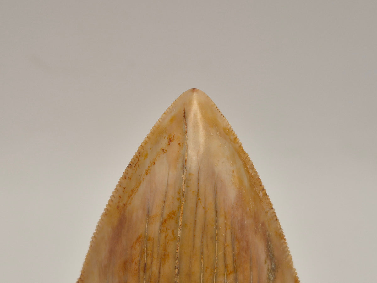 4.01" Megalodon Tooth (Indonesia)