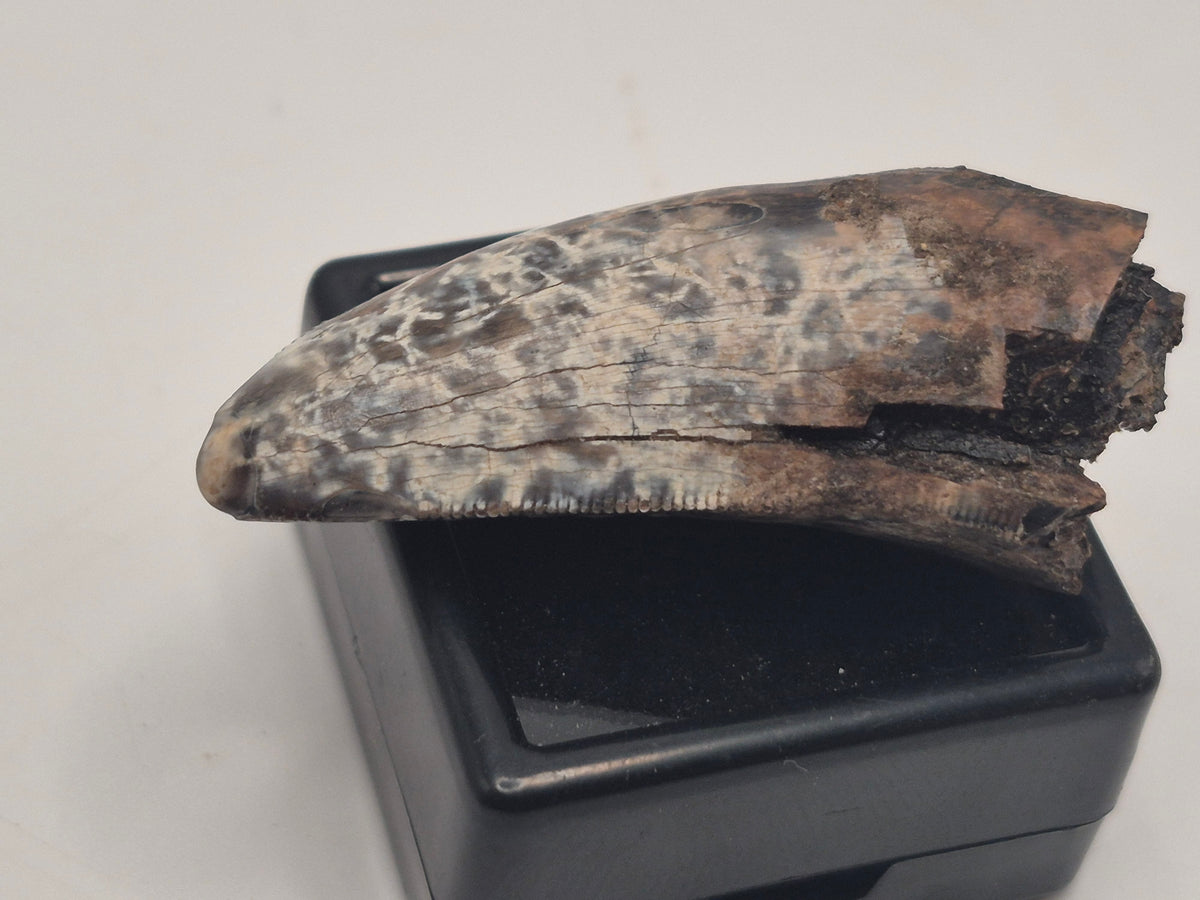 1.55" Tyrannosaur Tooth (Judith River)