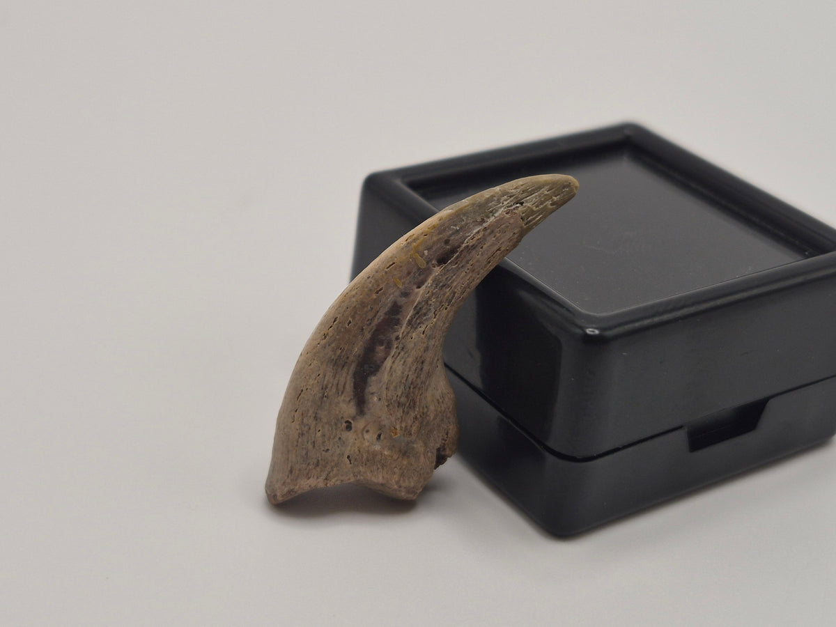 1.18" Troodon Toe Claw(Judith River)